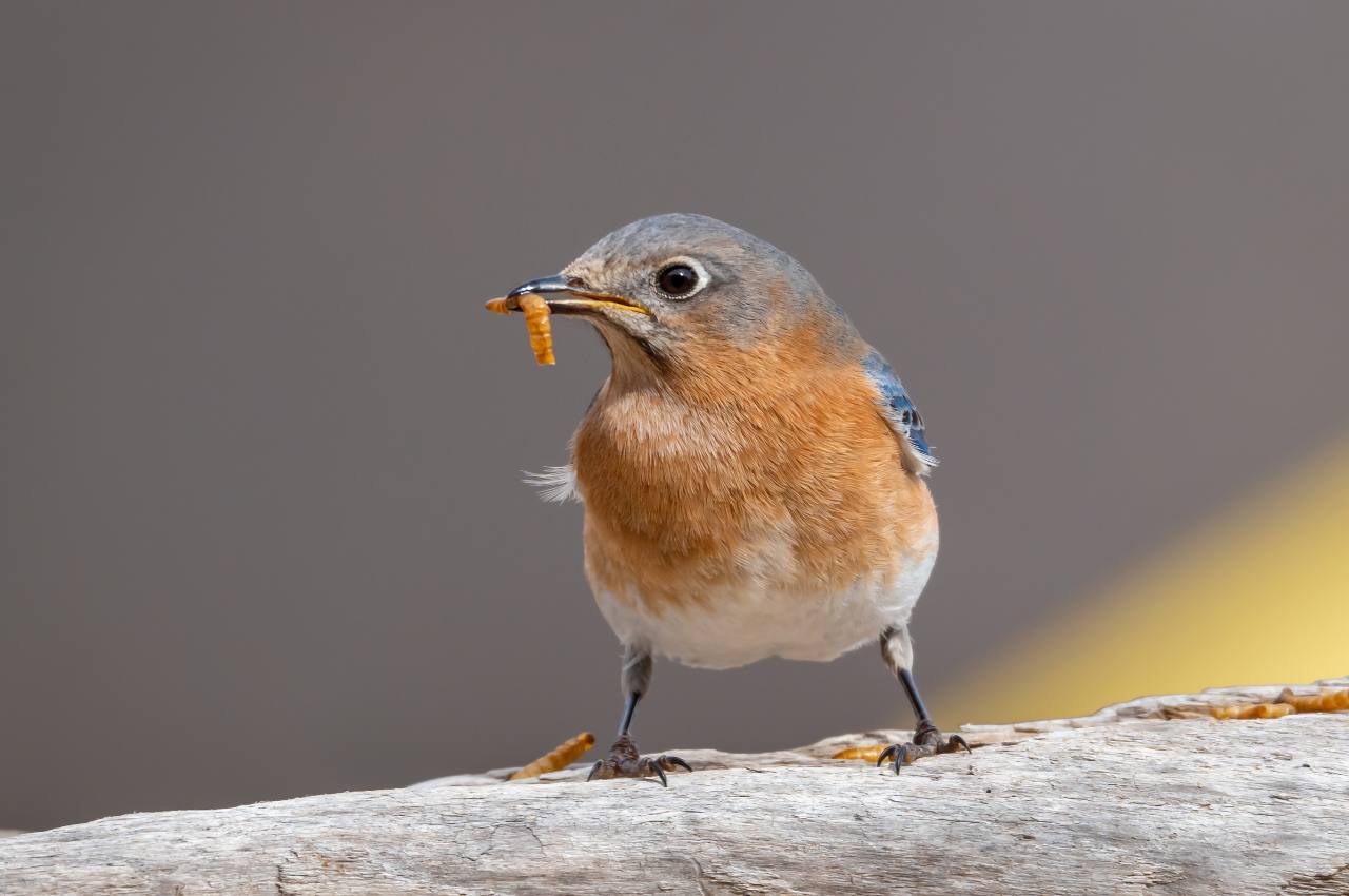 Calciworms for Birds: A Calcium-Rich Snack to Boost Their Health